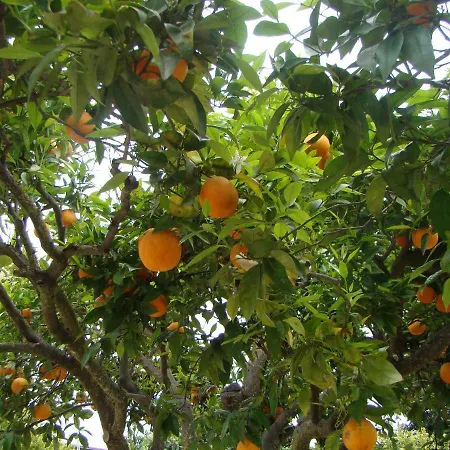 Quinta Da Norinha * Portimao